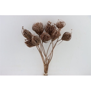 Dried Ammi Majus Champagne Bunch Slv