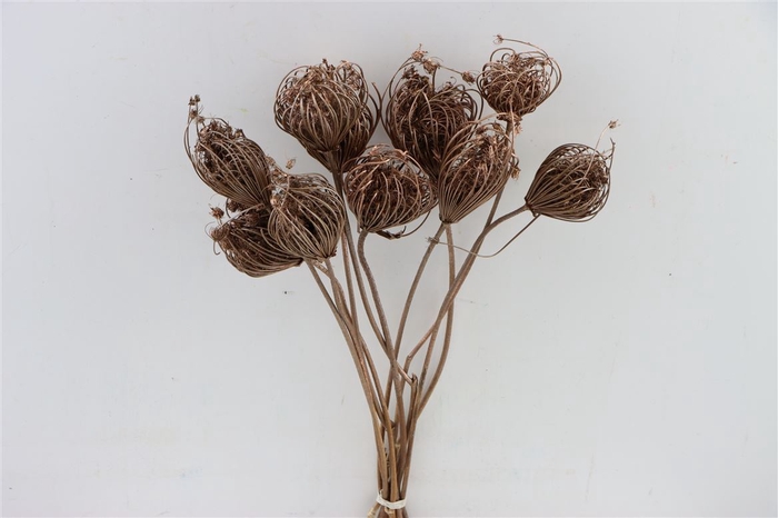 <h4>Dried Ammi Majus Champagne Bunch Slv</h4>