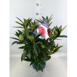 Rhododendron  'XXL Red Dragon'