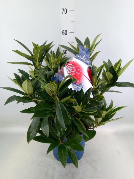 <h4>Rhododendron  'XXL Red Dragon'</h4>