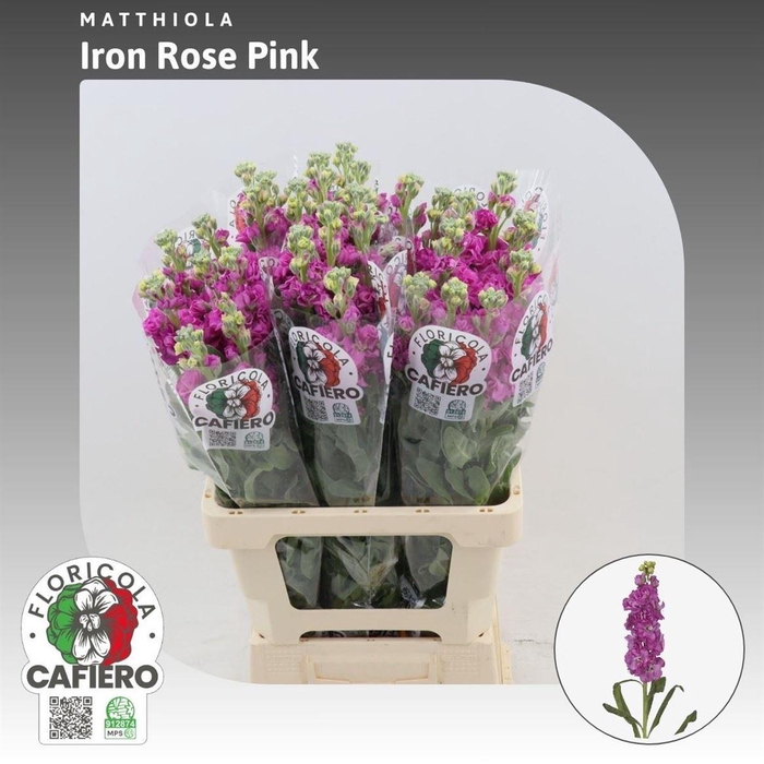 <h4>Matthiola Iron Rose Pink</h4>