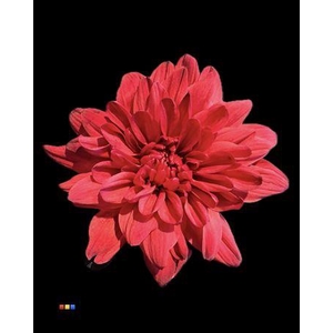 Chr T Baltica Bordeaux