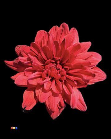 <h4>Chr T Baltica Bordeaux</h4>