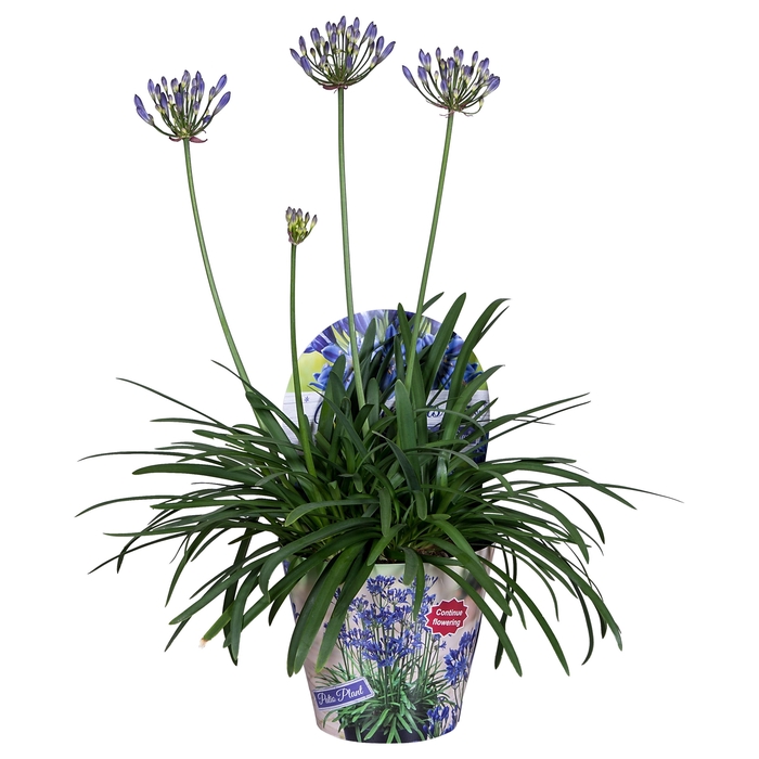 <h4>Agapanthus Summer Love Blue 1+ Potcover</h4>