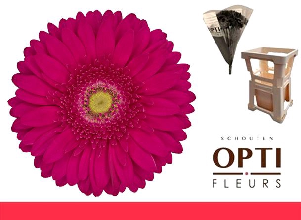 <h4>Gerbera Riley Water</h4>