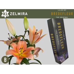 LI OT ZELMIRA 5+ QUALITY BOX