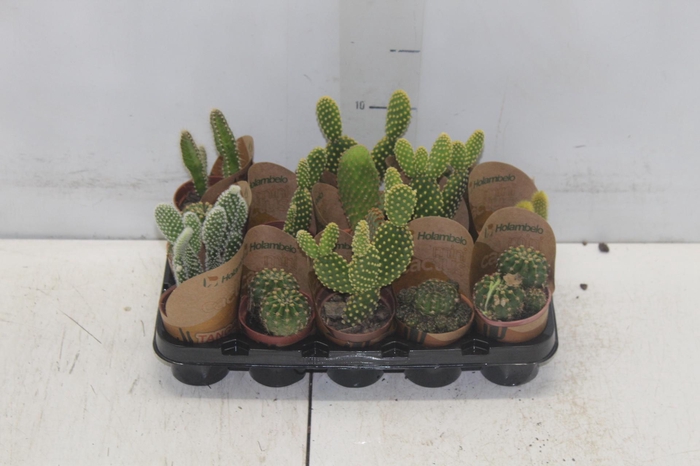<h4>CACTUS MINI P06</h4>