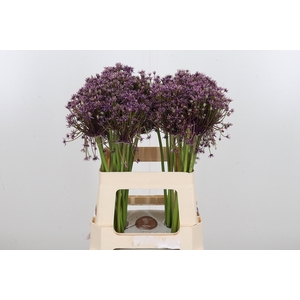 Allium Cherry