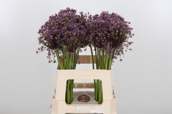 <h4>Allium Cherry</h4>