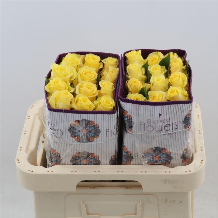 <h4>Rosa gr Super Sun</h4>