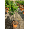 Citrus reticulata