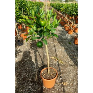 Citrus reticulata
