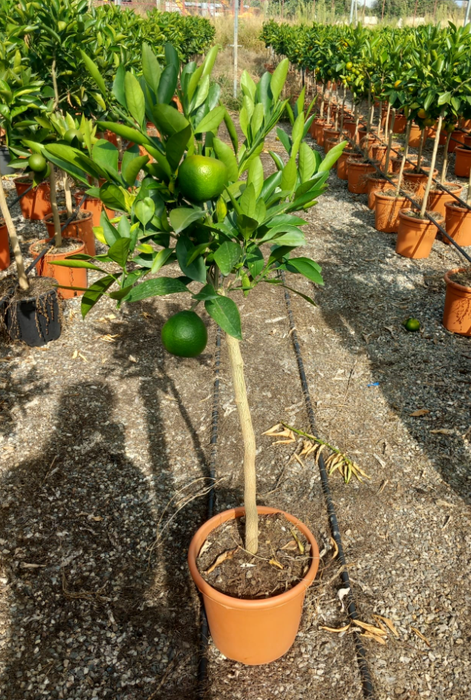 <h4>Citrus reticulata</h4>