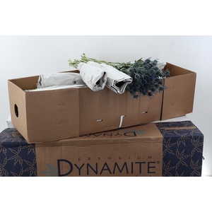 Eryng Blue Dynamite 60cm Box