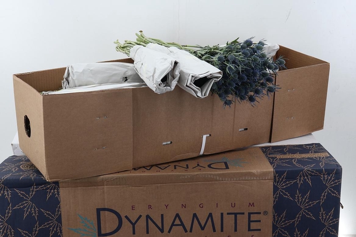 <h4>Eryng Blue Dynamite 60cm Box</h4>