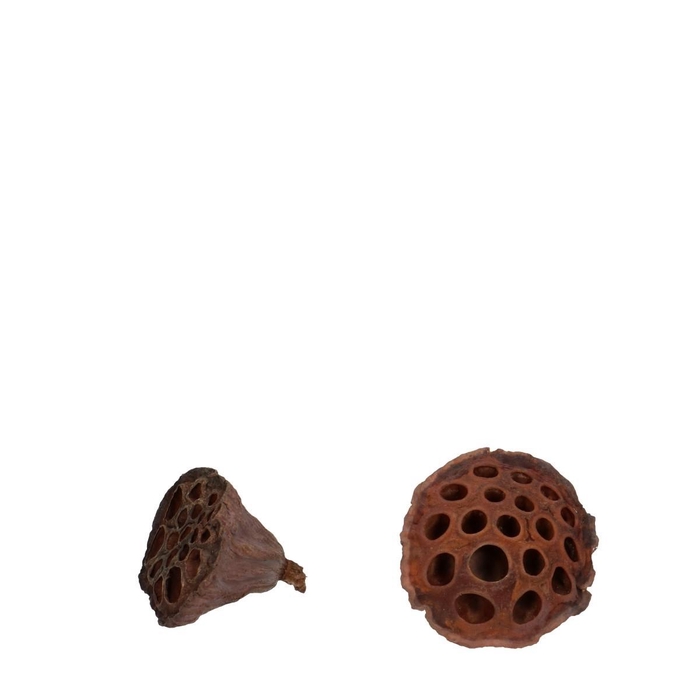 <h4>Droogdeco Lotus d04/6cm x100</h4>