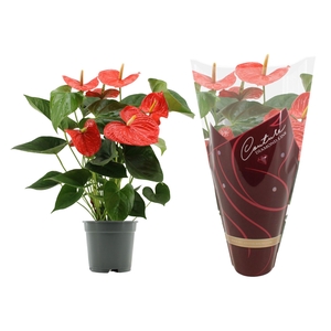 Anthurium 17 cm Delicia in Couture Diamond sleeve
