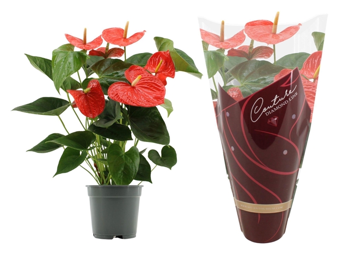 <h4>Anthurium 17 cm Delicia in Couture Diamond sleeve</h4>
