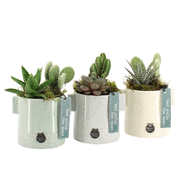 Arrangementen kamerplanten 6%