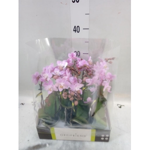 Phalaenopsis multi.   ...rose
