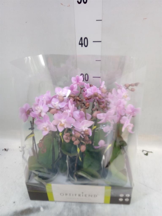 <h4>Phalaenopsis multi.   ...rose</h4>