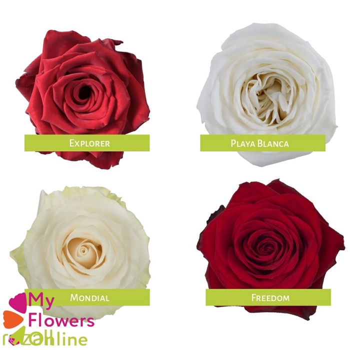 <h4>Box R Gr Red & White x100 - 50cm EC</h4>