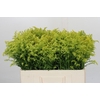 Solidago Tara Gold Buiten