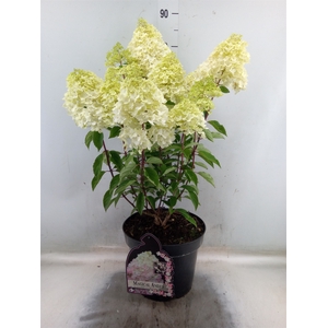 Hydrangea pan. 'Magical Andes'