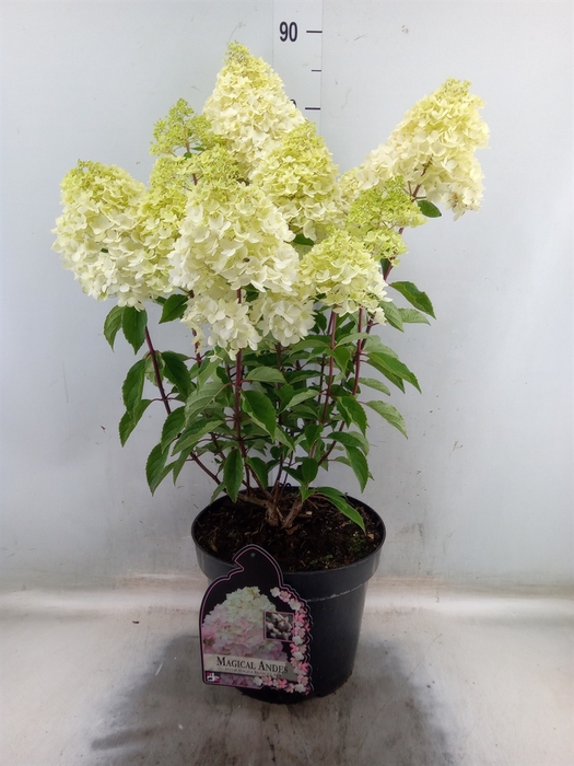 <h4>Hydrangea pan. 'Magical Andes'</h4>