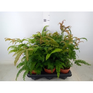 Adiantum hispi. 'Bronze Venus'