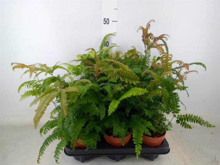 <h4>Adiantum hispi. 'Bronze Venus'</h4>