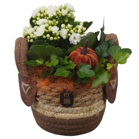 <h4>PTHI3294 Arrangement Autumn Indoor in rieten mand</h4>