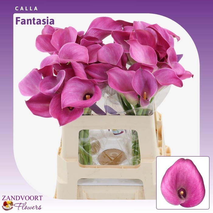 <h4>Calla Fantasia</h4>