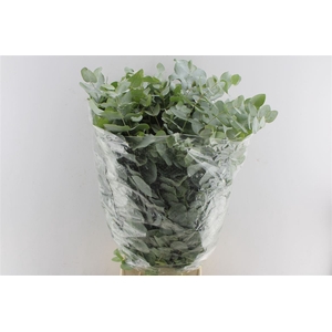 Euca Cinerea 300 Gram Extra Fr