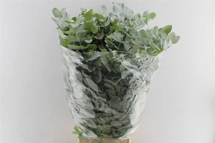 Euca Cinerea 300 Gram Extra Fr