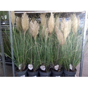 Cortaderia sell.