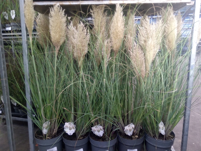 Cortaderia sell.