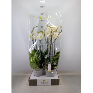 Phalaenopsis   ...white