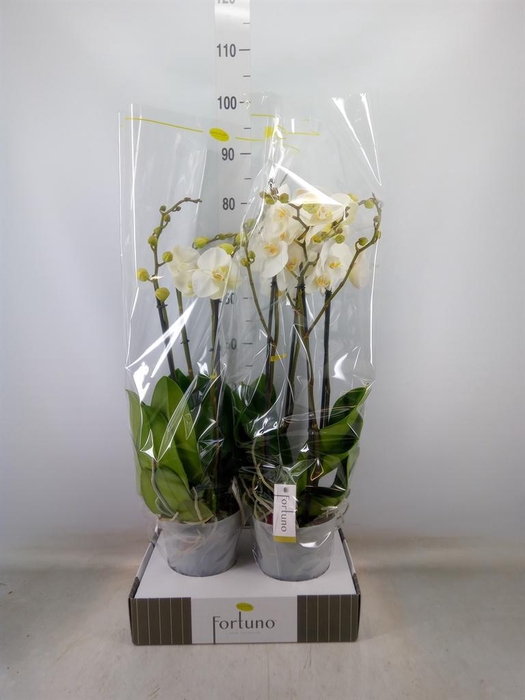 <h4>Phalaenopsis   ...white</h4>