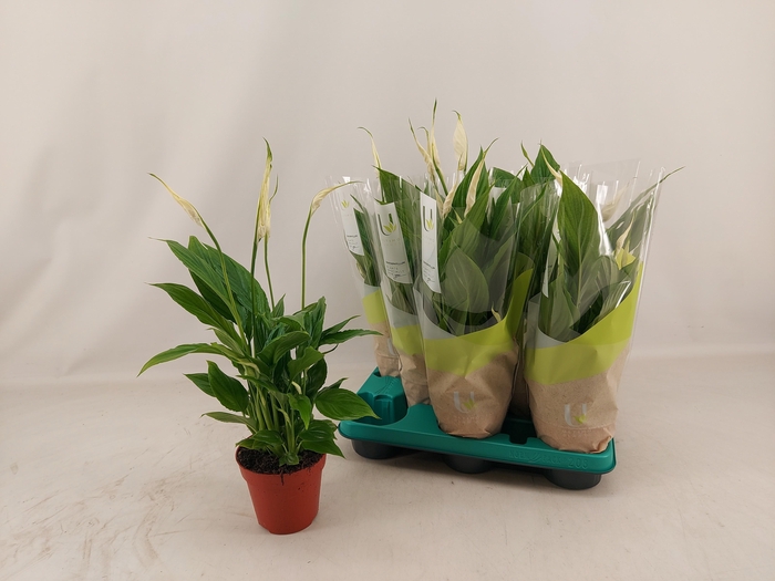 <h4>SPATH TORELLI</h4>