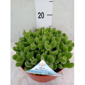 Cotyledon tome. ladys.