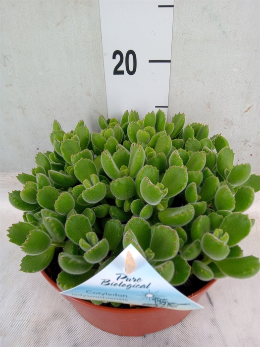 <h4>Cotyledon tome. ladys.</h4>