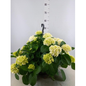 Hydrangea mac. 'Hi White Sun'