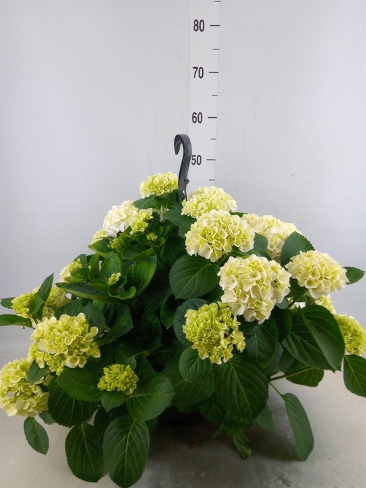 <h4>Hydrangea mac. 'Hi White Sun'</h4>