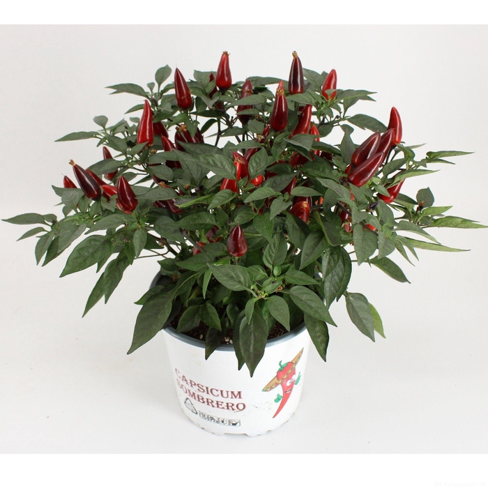 <h4>Capsicum Sombrero Purple</h4>