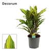 Cordyline Kiwi Toef 19 cm (Decorum)