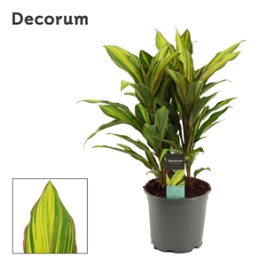 Cordyline Kiwi Toef 19 cm (Decorum)