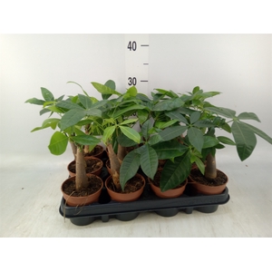 Pachira aquatica