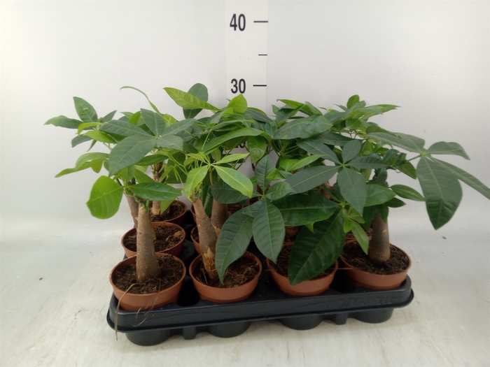 <h4>Pachira aquatica</h4>