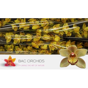 Cymb T Chestnut Kate